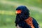 Portrait of a sub-saharan eagle