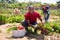 Portrait of successful african american with basket of ripe vegetables on field