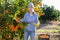 Portrait of successful woman farmer near mandarin tree gathering local organic tangerines in garden during harvest