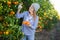 Portrait of successful woman farmer near mandarin tree gathering local organic tangerines in garden during harvest