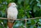 Portrait of Sulawesi green imperial pigeon