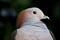 Portrait of Sulawesi green imperial pigeon