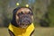 Portrait of a sulking French Bulldog dog dressed up in hoodie with antlers, a bee Halloween costume