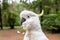 Portrait of sulphur-crested cockatoo.