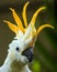 Portrait of Sulphur Crested Cockatoo