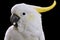 Portrait of Sulphur-crested Cockatoo