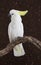 Portrait of Sulphur-crested Cockatoo