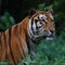 Portrait of Sumatran Tiger