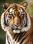 Portrait of Sumatran Tiger