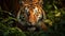 Portrait of Sumatran tiger in a jungle (Panthera tigris sumatrae)