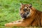 Portrait of Sumatran Tiger Lying Down