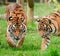 Portrait of Sumatran Tiger Panthera Tigris