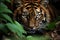 Portrait of Sumatran Tiger (Panthera tigris altaica)