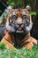 Portrait of a Sumatran tiger sticking out tongue