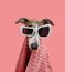 Portrait summer puppy dog. brindle greyhound wrapped with a coral towel and wearing sunglasses. Isolate on pink pastel background