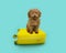 Portrait summer puppy dog going on vacations sitting on a yellow suitcase. Isolated on blue, green background