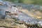 Portrait of sunbathing crocodile at the mini zoo crocodile farm in Miri.