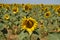 Portrait Of A Sunflower Looking At The Sun With Many More Sunflowers Behind. Nature, Plants, Food Ingredients, Landscapes.