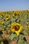 Portrait Of A Sunflower Looking At The Sun With Many More Sunflowers Behind. Nature, Plants, Food Ingredients, Landscapes.