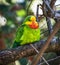 Portrait of Superb parrot - Polytelis swainsonii