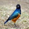 Portrait of a superb starling bird