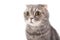 Portrait of a surprised cat breed Scottish Fold.