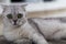 Portrait of a surprised scottish fold cat. Gray cat with beautiful patterns