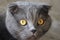 Portrait of a surprised scottish fold gray cute cat