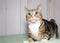 Portrait of a surprised tabby cat on a green blanket at home