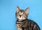 Portrait of a surprised tabby kitten with blue background