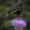 Portrait of a Swallowtail Butterfly on a Thistle Flower