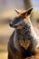 Portrait swamp wallaby in nature