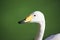 Portrait of a swan on a green background
