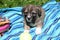 Portrait of a sweet little brown puppy. He will grow into a big dog someday.