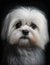 Portrait of a sweet maltese puppy. Generative AI