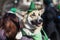 Portrait of sweet, pretty dog in green Irish hat, saint patrick day holiday. St.Patrick s Day