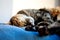 Portrait of sweet sleep cat , cute cat sleeping , sleeping cat on the pillow, closeup portrait