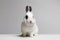 Portrait of sweet white rabbit with black ears. fluffy rabbit funny picture