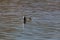 Portrait of swiming black coot Fulica atra