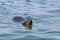 Portrait swimming eared seal otariidae in blue water, sunshine