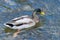 Portrait of a swimming male mallard, Anas platyrhynchos