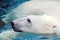 Portrait of swimming polar bear