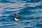 Portrait swimming thick-billed murre bird Uria lomvia, blue wa