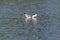 Portrait of swimming yellow-legged gull Larus michahellis