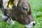 Portrait of swiss dairy cow