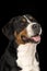 Portrait Swiss Mountain dog isolated black background sitting