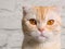 Portrait of tabby cat breed Scottish fold. Cute ginger pet with big brown eyes looking at camera, copy space