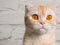 Portrait of tabby cat breed Scottish fold. Cute ginger pet with big eyes, copy space