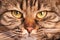 Portrait of tabby cat with green-yellow big eyes, pink nose, Highland Scottish Fold cat face macro