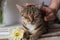 Portrait of a tabby cat lying on a wooden background with a yellow daffodil flower and sniffing it